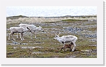vuonon poroja reindeers 4803 * 1024 x 584 * (539KB)